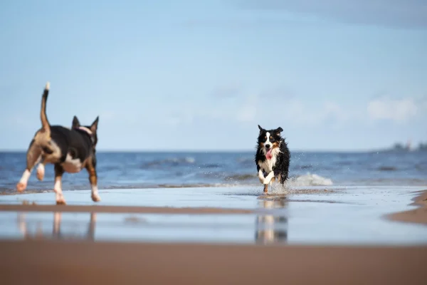 Due cani corrono sulla spiaggia vicino al mare.