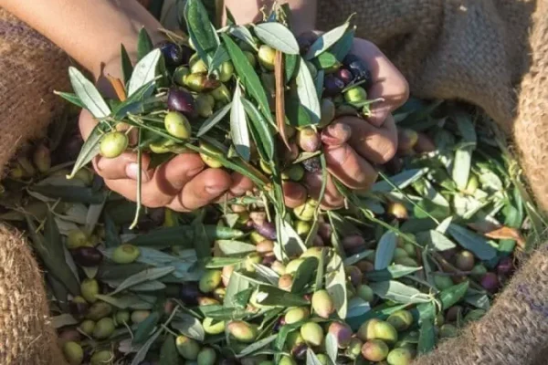 Mani che raccolgono olive fresche da un sacco di iuta.